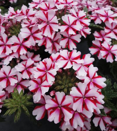 Verbena Lanai® Candy Cane